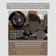 Brunei Black Agarwood Strength Bracelet Brunei Black Agarwood Strength Bracelet