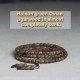 108 Mala Hainan Green Agarwood Calm Bracelet 108 Mala Hainan Green Agarwood Calm Bracelet
