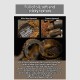 Nha Trang Agarwood Peace Mala Bracelet Nha Trang Agarwood Peace Mala Bracelet