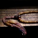 Tibet Yak Bone Amber Balance Bracelet Tibet Yak Bone Amber Balance Bracelet