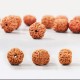 Rudraksha Bodhi Seed Wealth Auspiciousness Bracelet Rudraksha Bodhi Seed Wealth Auspiciousness Bracelet