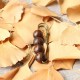 Vintage Sandalwood Agathis Ebony Beads Healing Brooch Vintage Sandalwood Agathis Ebony Beads Healing Brooch