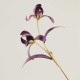 Handmade Velvet Mulberry Silk Orchid Flower Brooch Handmade Velvet Mulberry Silk Orchid Flower Brooch