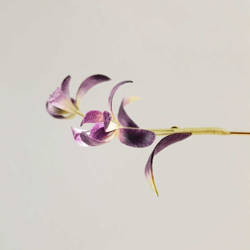 Handmade Velvet Mulberry Silk Orchid Flower Brooch Handmade Velvet Mulberry Silk Orchid Flower Brooch