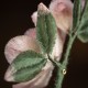 Handmade Yangzhou Velvet Mulberry Silk Peach Blossom Brooch