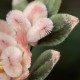 Handmade Yangzhou Velvet Mulberry Silk Peach Blossom Brooch