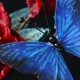 Red Flower Blue Butterfly Hairpin Red Flower Blue Butterfly Hairpin