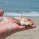 Shankha Conch Shell Lucky Necklace Shankha Conch Shell Lucky Necklace