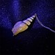 Shankha Conch Shell Lucky Necklace Shankha Conch Shell Lucky Necklace