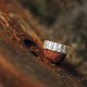 925 Silver Simple Blessing Couple Ring