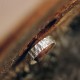 925 Silver Simple Blessing Couple Ring